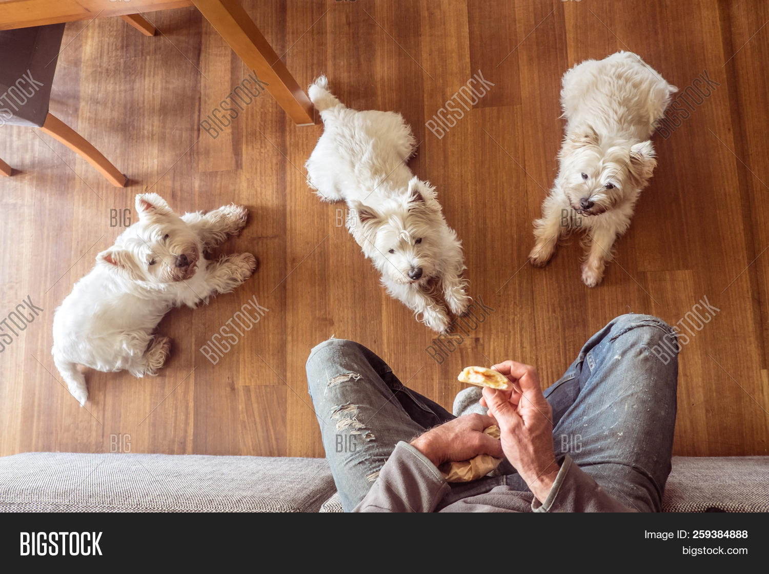 Dogs Begging Food Image & Photo (Free Trial) Bigstock