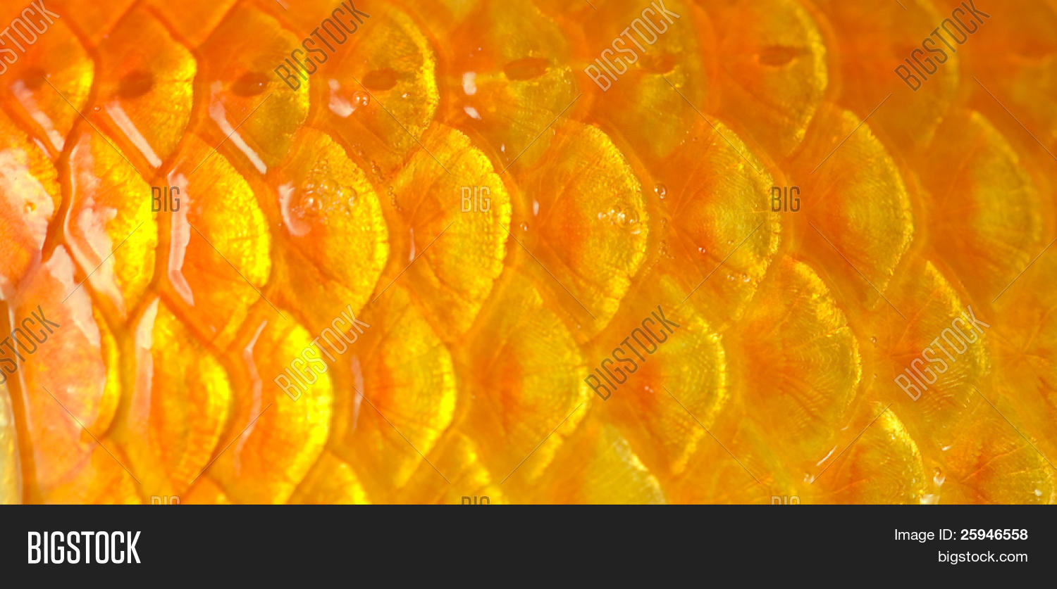 чешуя золотой рыбки. оранжевая рыбья чешуя. оранжевая рыбка. веерохвост аквариумная золотая рыбка. золотая чешуя баббл.