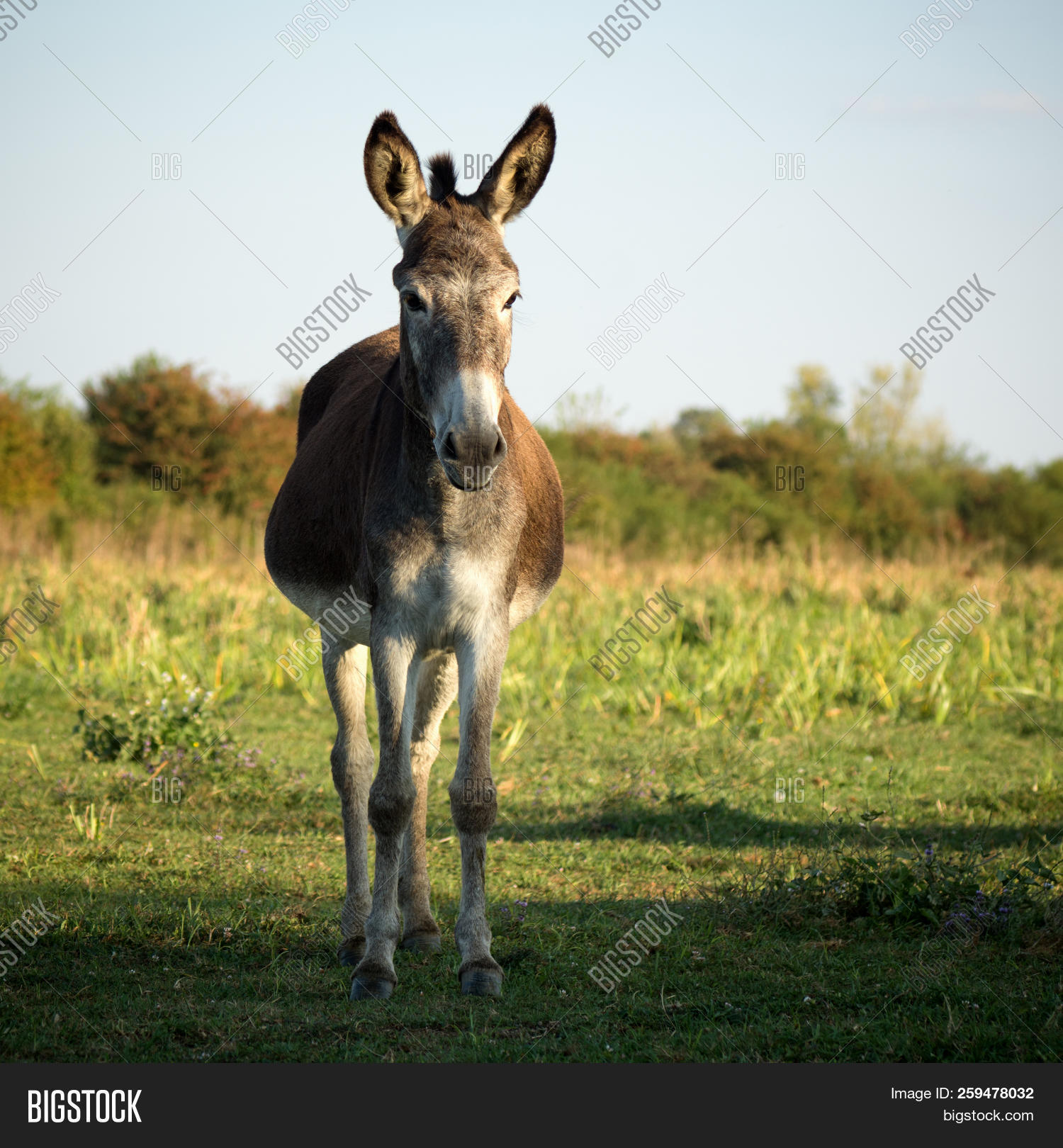 Donkey Standing Image & Photo (Free Trial) Bigstock