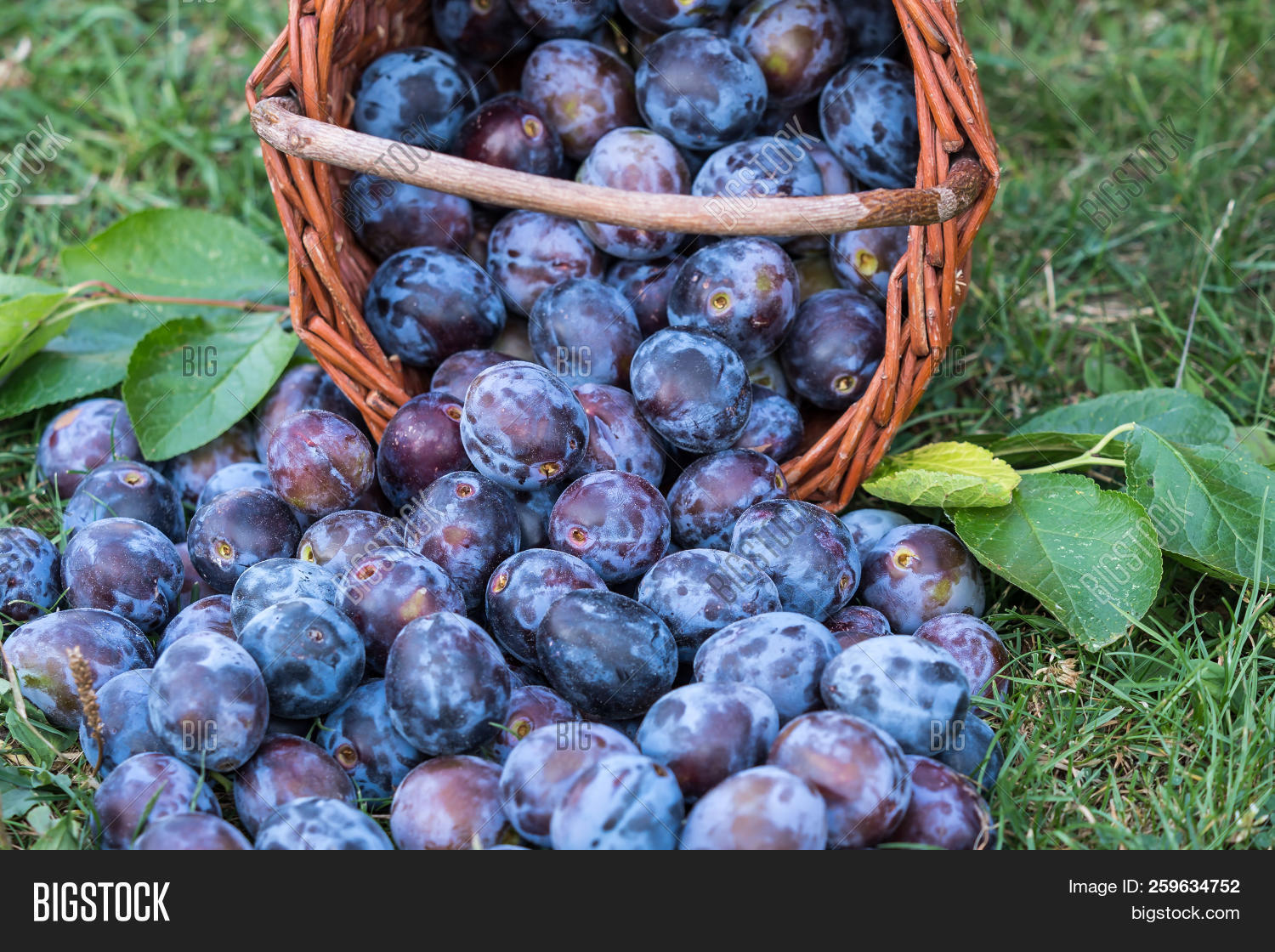 Plum Harvest. Plums Image & Photo (Free Trial) Bigstock