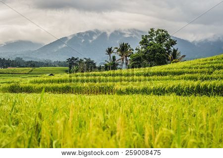 Beautiful Jatiluwih Rice Terraces Against The Background Of Famous Volcanoes In Bali, Indonesia