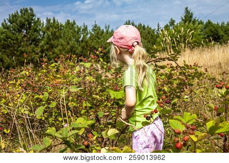Little Girl Picking Fresh Wild Raspberries In Field In Denmark - Europe