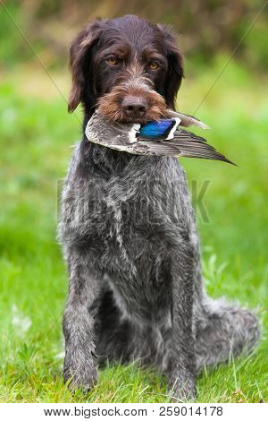Hunting Dog German Wirehaired Pointer With Duck Wing On The Green Summer Background