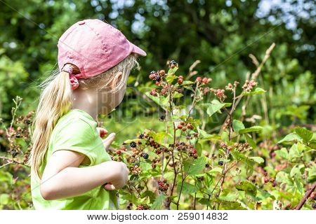 Little Girl Picking Fresh Wild Raspberries In Field In Denmark - Europe