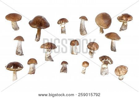 Brown Cap Boletus Leccinum Scabrum Collection Isolated On White Background.