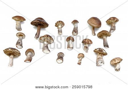 Brown Cap Boletus Leccinum Scabrum Collection Isolated On White Background.