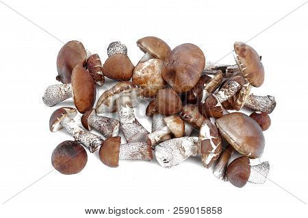 Heap Of Brown Cap Boletus Lessinum Scabrum Isolated On White Background.