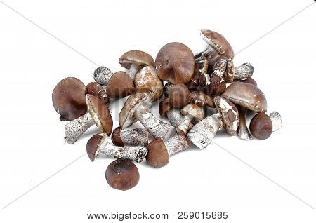 Heap Of Brown Cap Boletus Lessinum Scabrum Isolated On White Background.