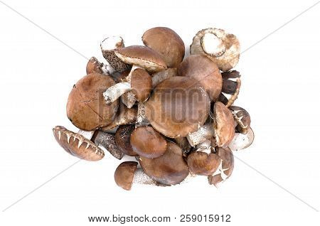 Heap Of Brown Cap Boletus Lessinum Scabrum Isolated On White Background.