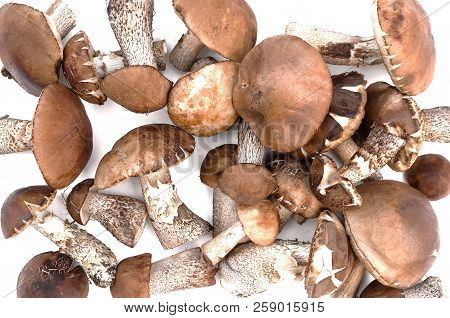 Heap Of Brown Cap Boletus Lessinum Scabrum Isolated On White Background.