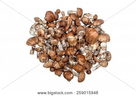Heap Of Brown Cap Boletus Lessinum Scabrum Isolated On White Background.