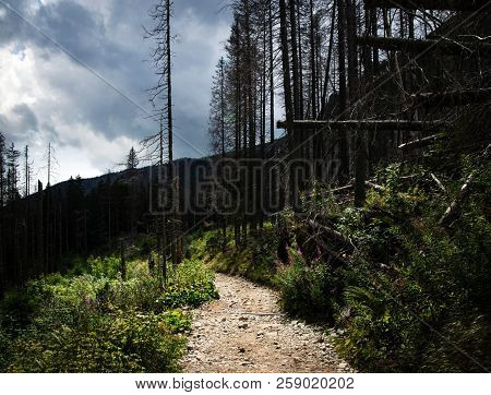 Nature Landscape Background Stone Pavement Between The Broken Trees