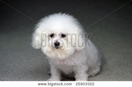 Fifi meidän Bichon Frise hymyilee kameralle