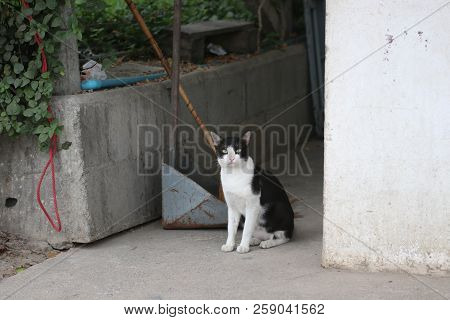 The Little Cats Are Staring At Curiosity The Outside Home