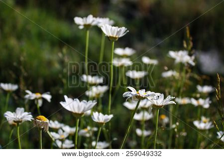 Beautiful Flowers Growing At A Height In The Mountains