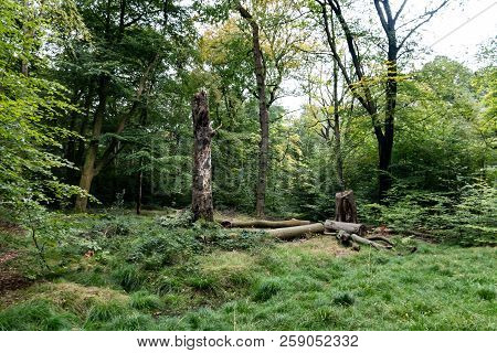 The Green Floor And Canopy Of A Wood In England