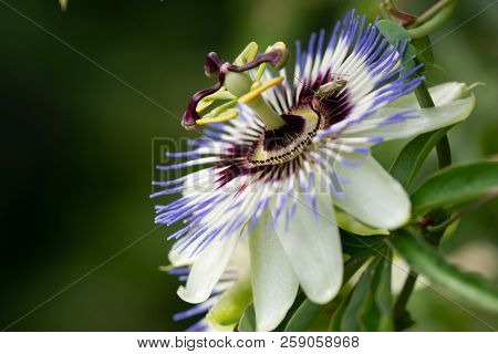 Close-up Of The Flower Of Passiflora Edulis Or Passion Flower