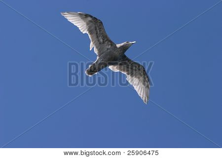 una gaviota vuela arriba en seattle washington