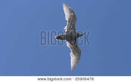 una gaviota vuela arriba en seattle washington