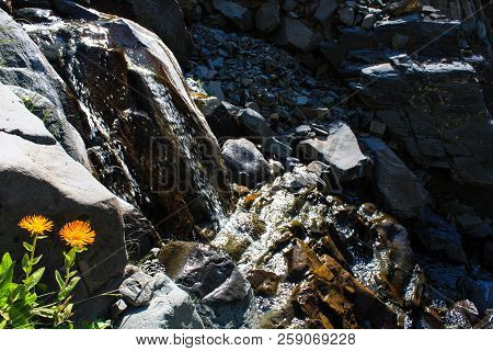 Beautiful Flowers Growing At A Height In The Mountains