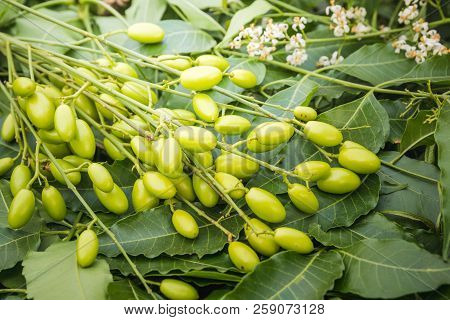 Medicinal Neem Leaves With Fruits Close Up
