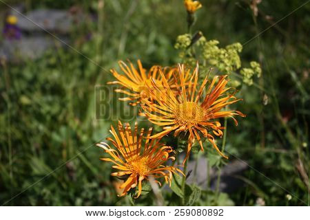 Beautiful Flowers Growing At A Height In The Mountains