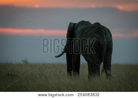 African Elephant Standing In Grass At Sunset