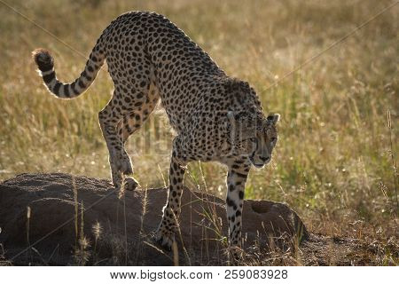 Backlit Cheetah Climbing Down From Termite Mound