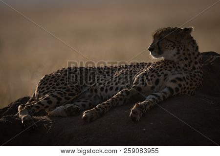 Backlit Cheetah Lying On Mound Looking Left