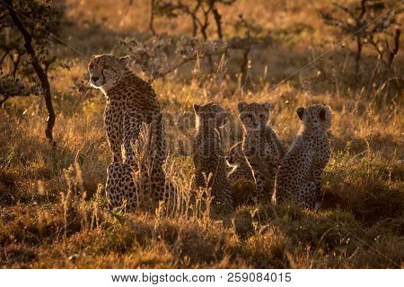 Backlit Cheetah Sitting With Family At Sunset