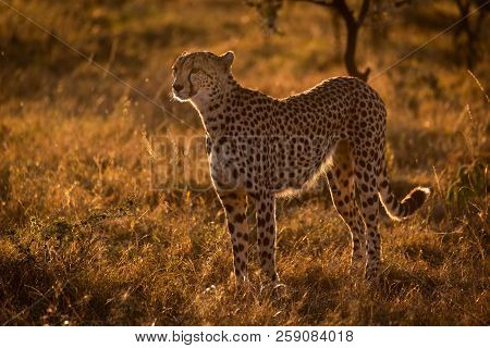 Backlit Cheetah Standing In Grass At Sunset