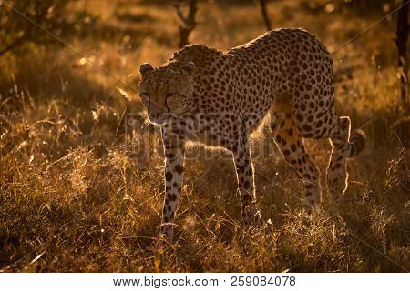 Backlit Cheetah Walks In Savannah At Sunset