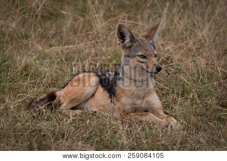 Black-backed Jackal Lying In Grass Looking Right