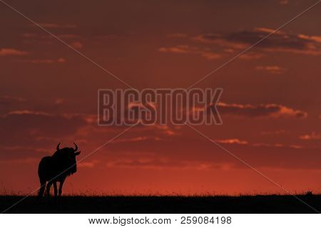 Blue Wildebeest Standing At Sunset In Silhouette