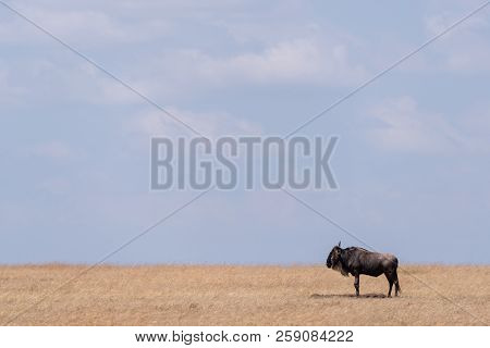 Blue Wildebeest Stands On Savannah Near Horizon