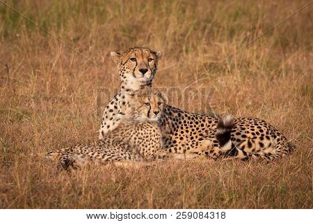 Cheetah And Cub Lie Staring Over Grassland