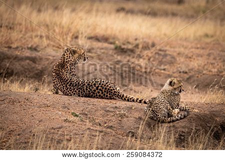 Cheetah And Cub Lying On Earth Mound