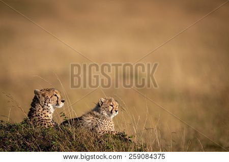 Cheetah And Cub Lying On Grassy Mound