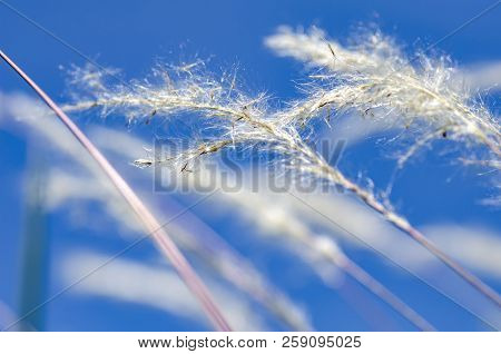 White Grass Flower Call Cogongrass (imperata Cylindrica) Under Bright Sunny Day And Blue Sky Backgro