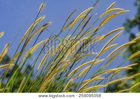 Yellow Grass Flower Call Cogongrass (imperata Cylindrica) Under Bright Sunny Day And Blue Sky Backgr