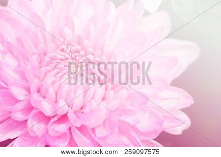 Closed Up Of Pink Chrysanthemum Flower On Sweet Tone,