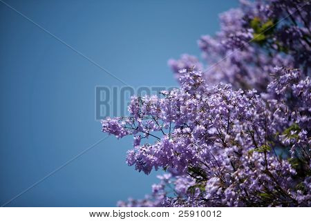 krásná jacaranda strom s jeho fialové květy proti modré obloze