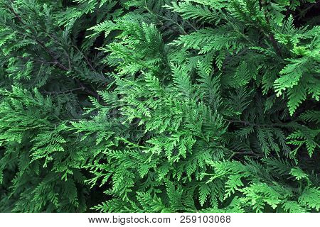 Beautiful Green Christmas Leaves Of Thuja Trees. Thuja Twig, Thuja Occidentalis Is An Evergreen Coni