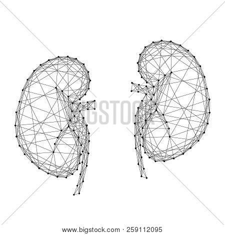 Kidneys Of The Human Body From Abstract Futuristic Polygonal Black Lines And Dots. Vector Illustrati