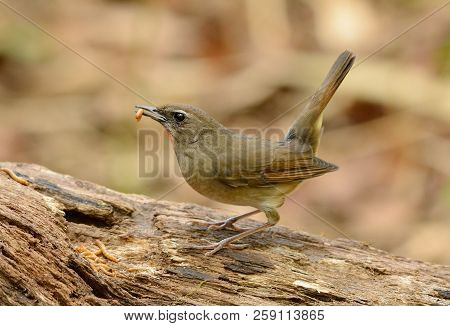 Beautiful Male Siberian Rubythroat (luscinia Calliope) Standing On Ground