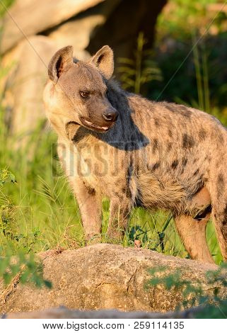 Beautiful Spotted Hyaenas (hyaena Hyaena) Looking For Her Prey