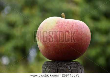 One Beautiful Redish Apple Against A Blurred Green Background