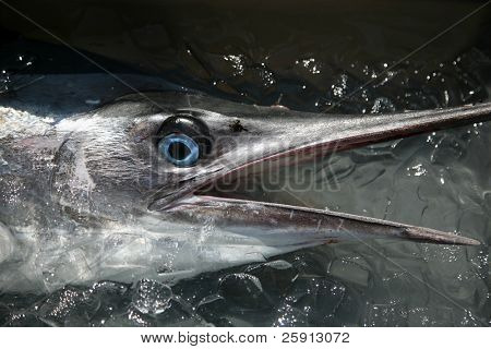 a freshly caught swordfish lays in a bucket of ice showing its beautiful blue eyes and body design