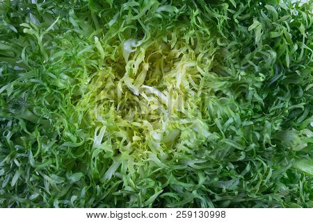 Very Close View Background Of Green Frisee Lettuce, Horizontal Aspect