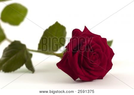 กุหลาบสีแดง